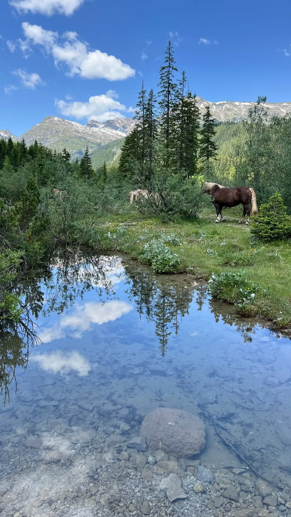 Pferde am klaren Wasser vor einer Berglandschaft